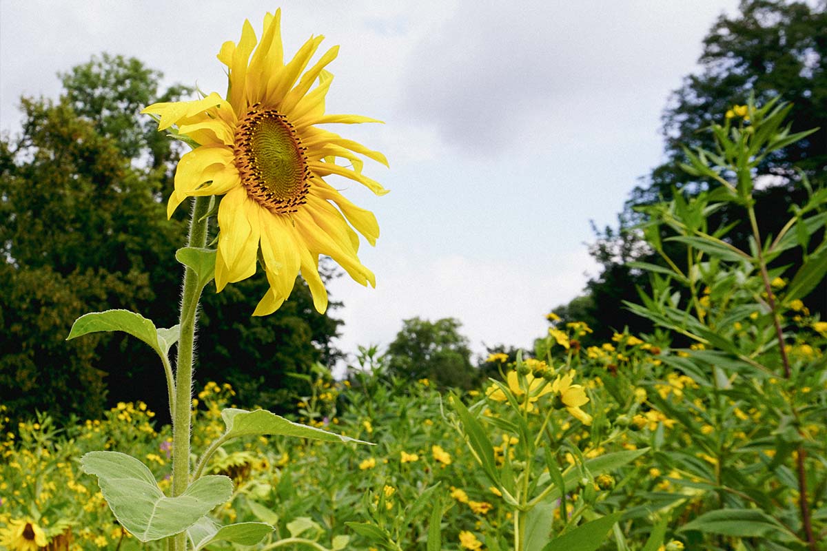 2700 Quadratmeter Bienenwiese gesät