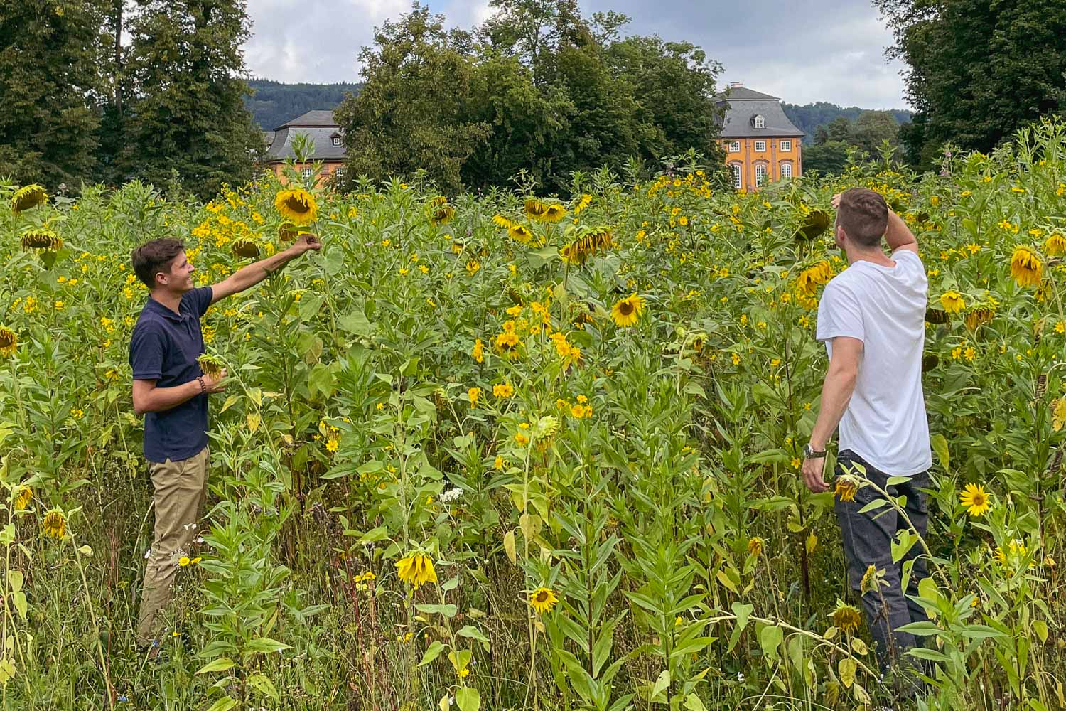 Blumenwiesen zur Rettung von Honig- und Wildbienen