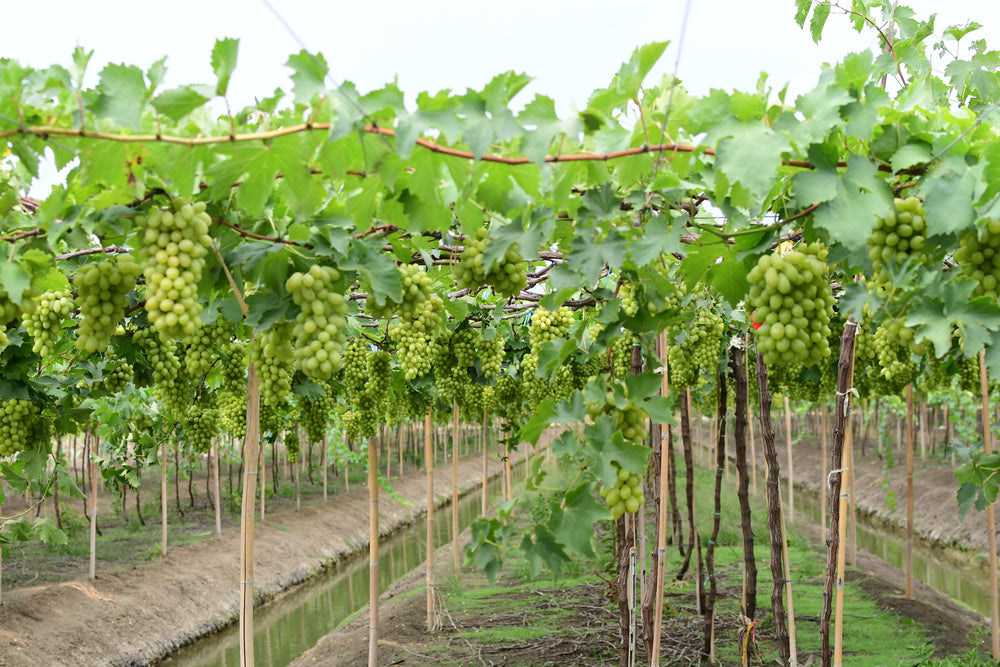 Gibt es am Äquator Weinbau?