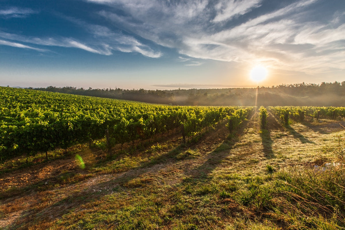 Ist mehr Sonne immer besser für einen Wein?