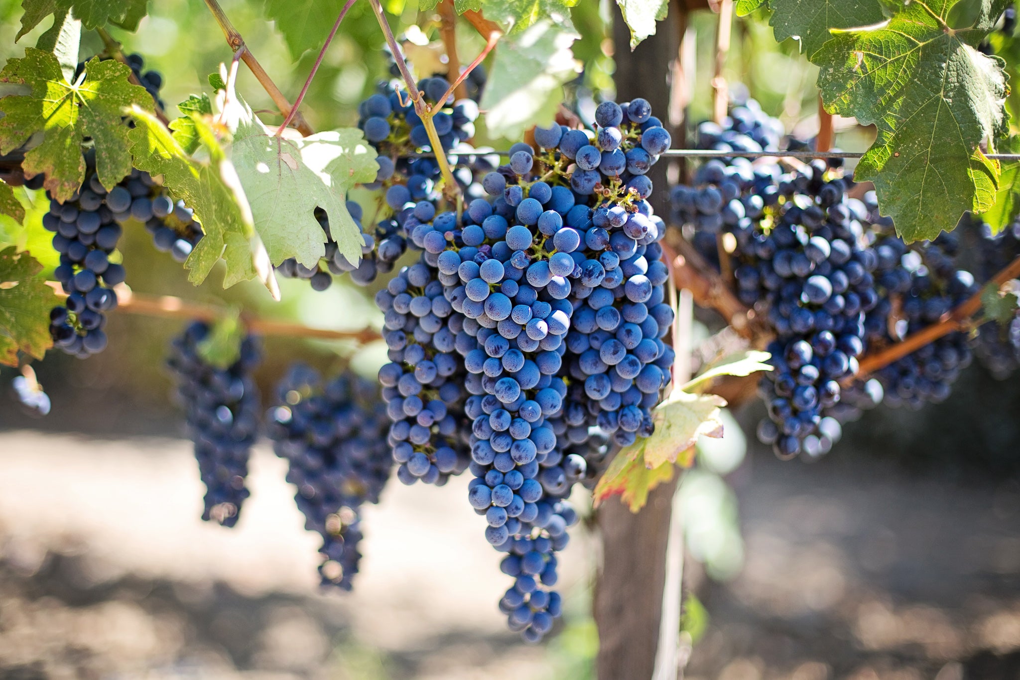 Ist Primitivo und Zinfandel identisch?