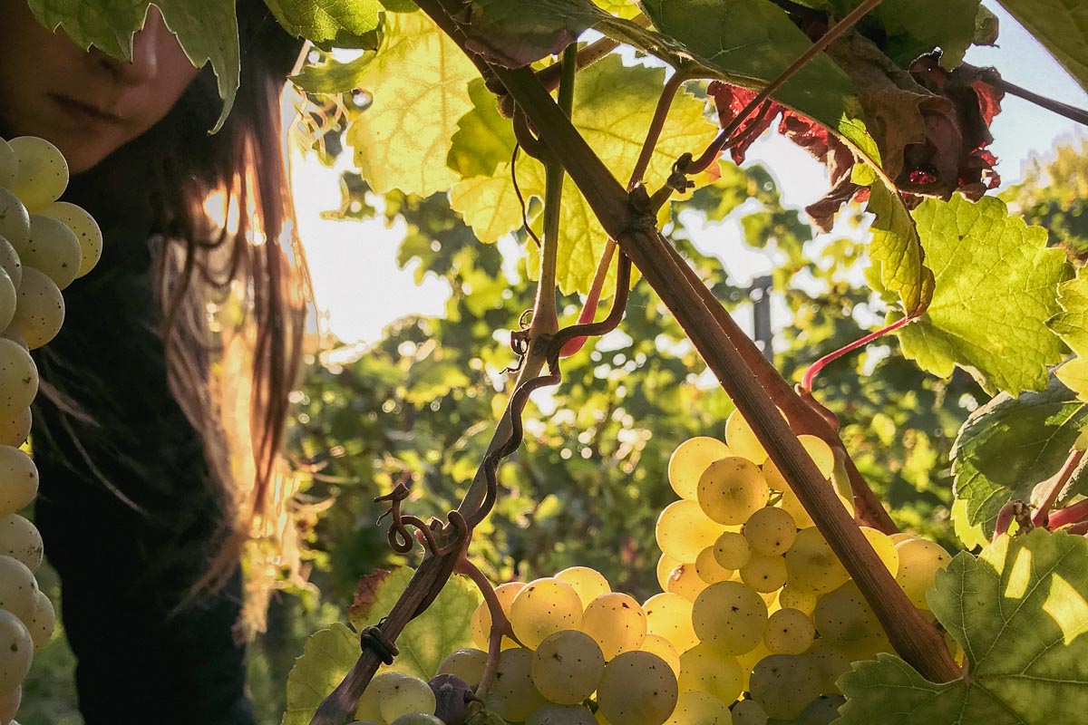 Diese 13 Merkmale unterscheiden FairGrapes Weine von anderen Weinen