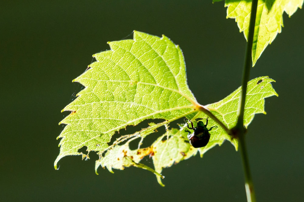 Was ist die Reblaus und was hat sie verursacht?
