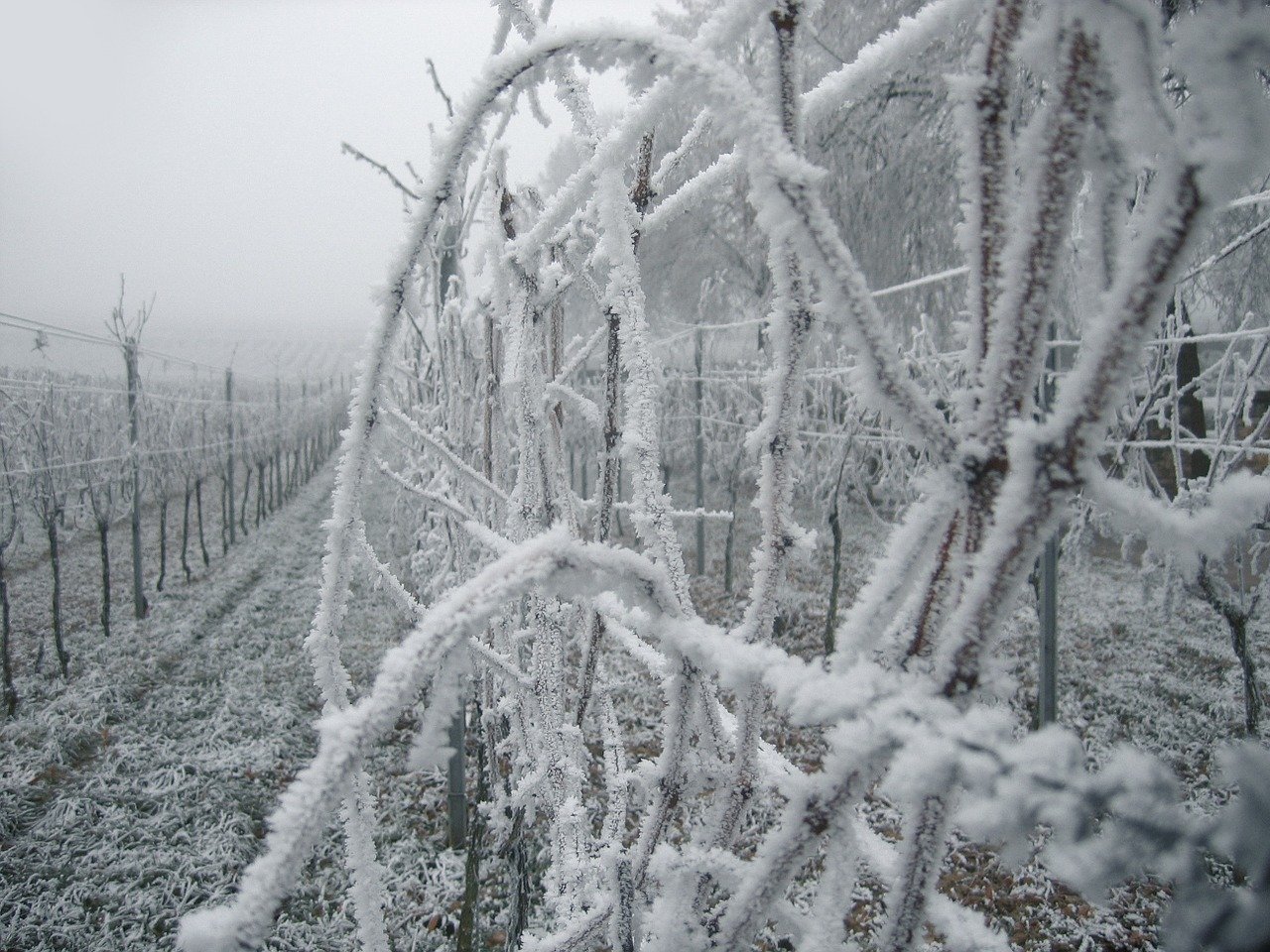Was ist Eiswein?