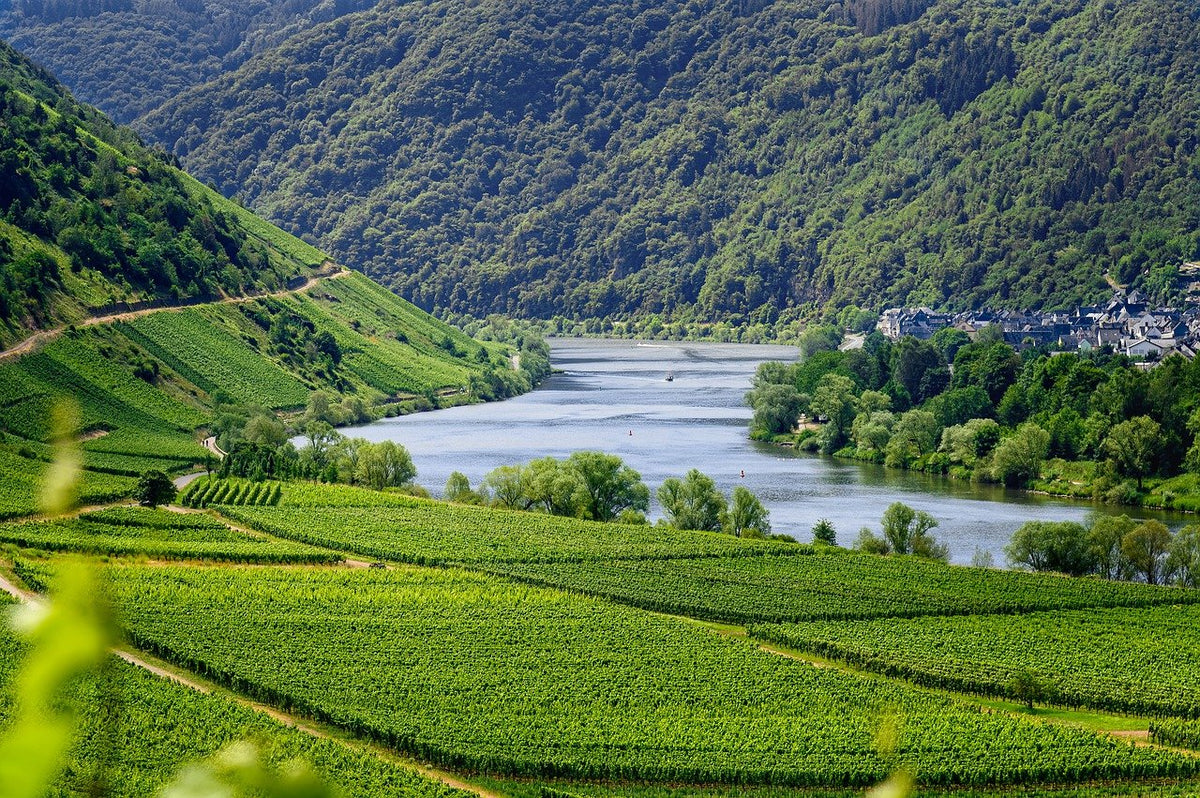 Was sind die 13 Weinbauregionen in Deutschland?