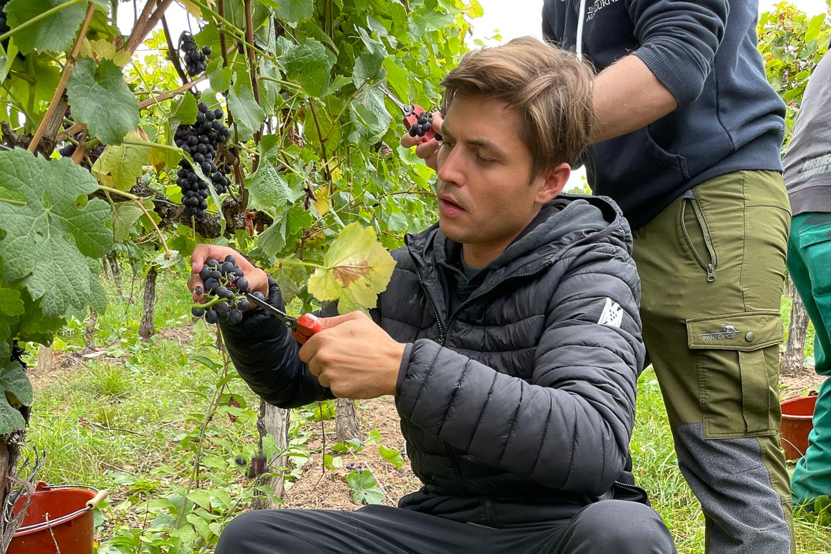 Ist 2022 ein gutes Weinjahr?