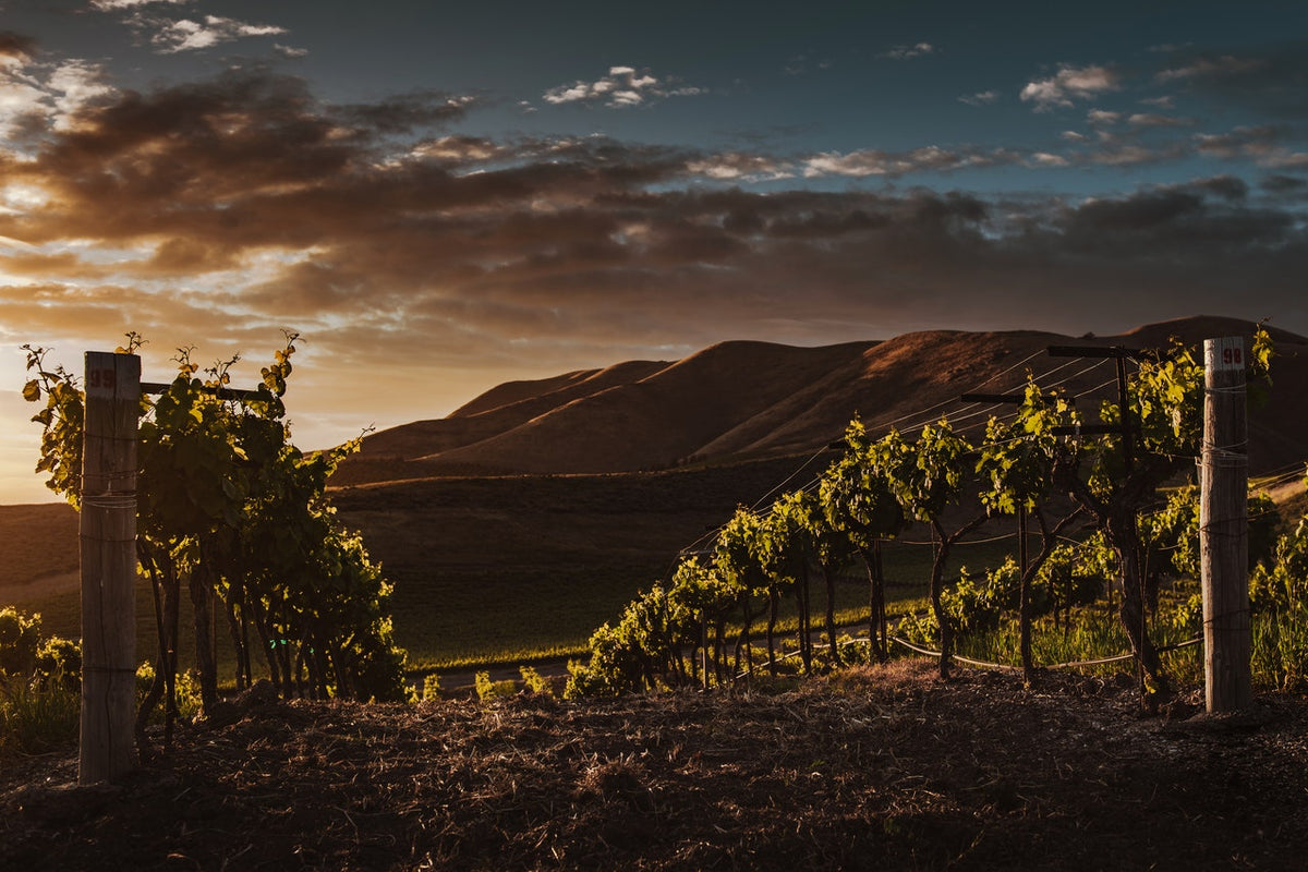 Wo befindet sich der steilste Weinberg der Welt?