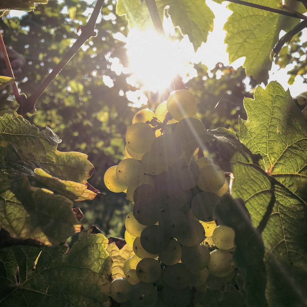 Wieso ist Silvaner eine der besten Rebsorten?