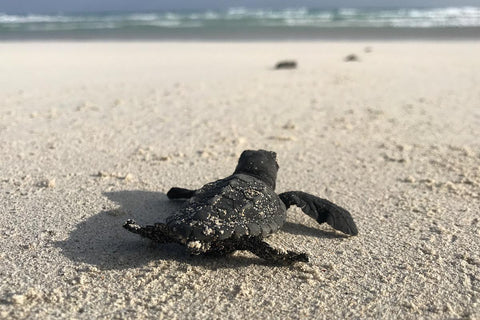 2000 Schilkröten ins Meer gebracht