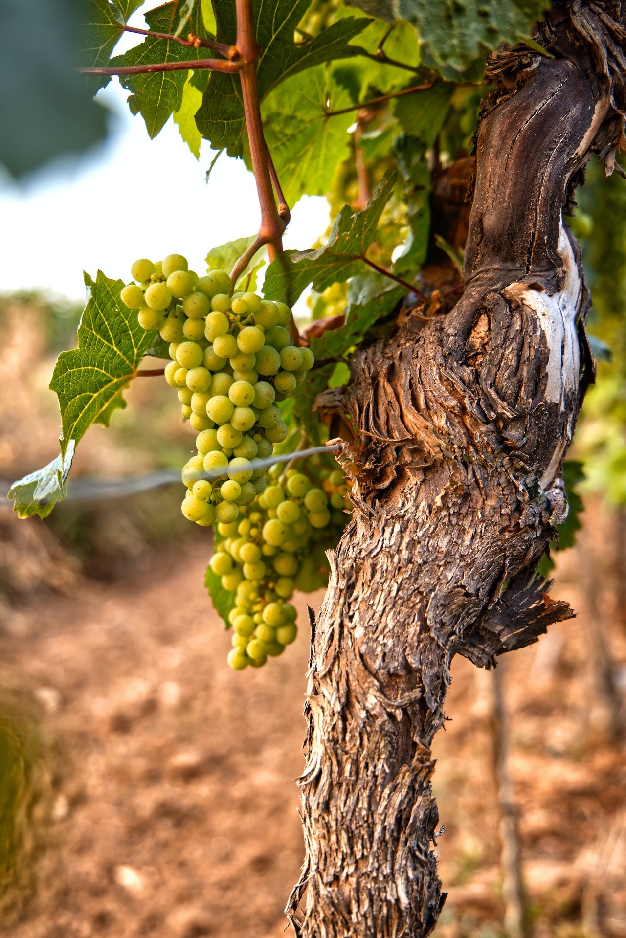 Was ist integrierter Weinbau?