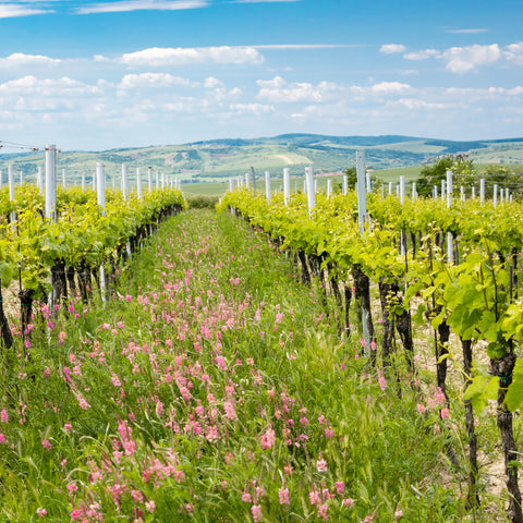 Was ist ökologischer Weinbau?