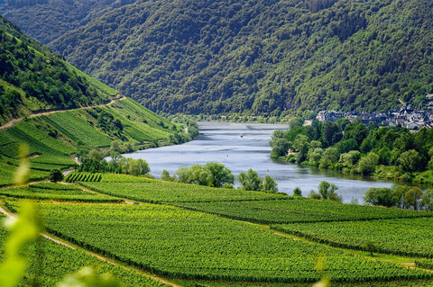 Was sind die 13 Weinbauregionen in Deutschland?