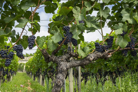 Wo befinden sich die ältesten Weinreben, aus denen noch Wein hergestellt wird?