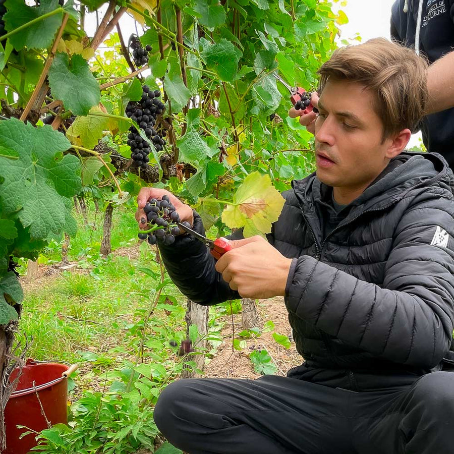 Reiner Wein